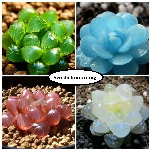 Hạt giống Xương rồng cảnh, sen đá. tai thỏ, thạch lan , đá sống lithops, xương rồng mini tỷ lệ nảy mầm 100%