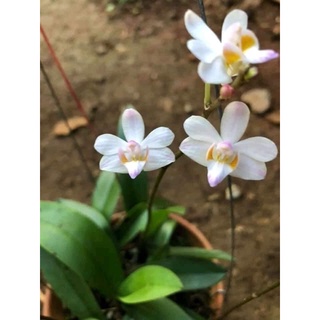 Hoa Lan hồ điệp rừng (2 cây)