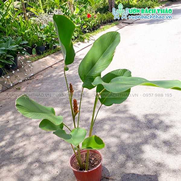 Cây dong bạc (dong lá bạc) trồng sân vườn