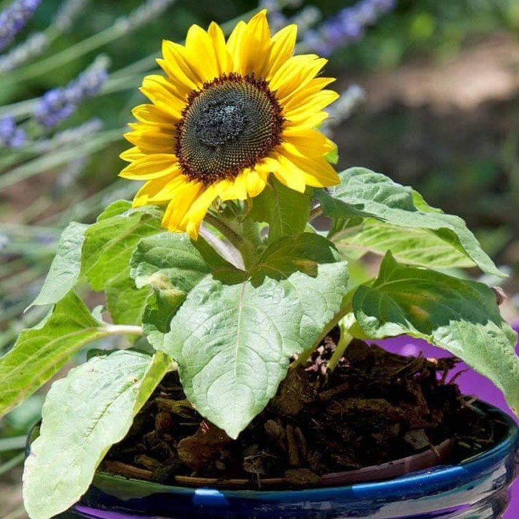 Hạt giống hoa Hướng Dương Lùn