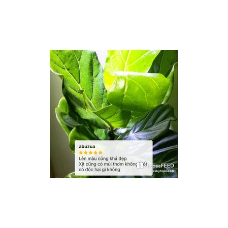 Bóng Lá Floralife Leafshine từ Mỹ Bình xịt 750ml hàng chính hãng