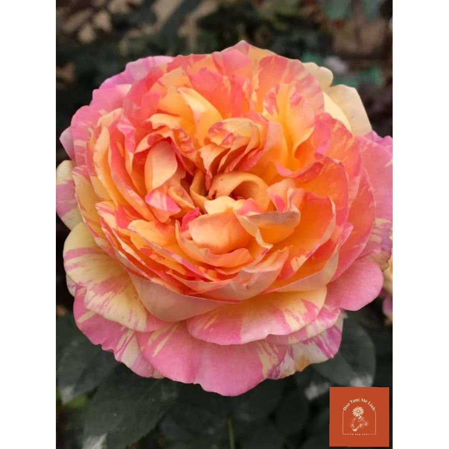 Hoa hồng ngoại Claude Monet rose – Hoa hồng Mỹ màu sọc đẹp nhất-HoaTuoiMeLinh
