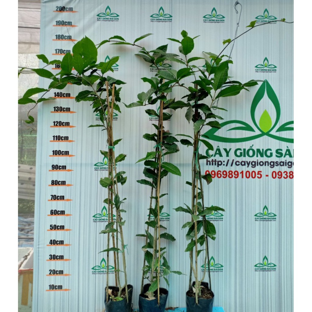 Cây hoa mai xanh thái , cây cao 1,5m chuỗi hoa dài, hoa đổi màu, hoa quanh năm