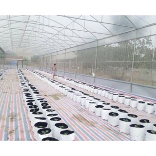 SET 10 TÚI BẦU CHUYÊN DÙNG TRỒNG CÂY TRONG NHÀ LƯỚI 20x40cm