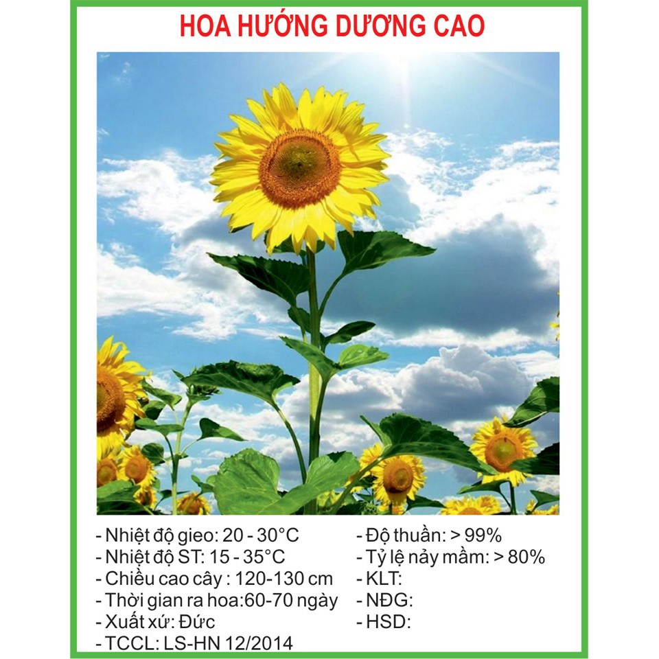 Hạt Giống Hướng dương cao 30 Hạt/ Gói golden seed