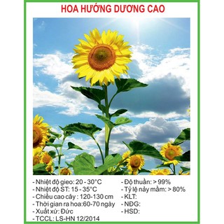 Hạt Giống Hướng dương cao 30 Hạt/ Gói
