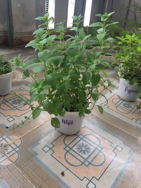 Cây bạc hà Chocomint