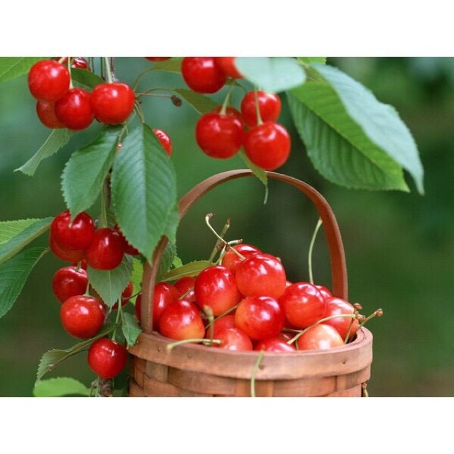 Hạt giống Cây cherry (Quả Anh Đào - 10 hạt)
