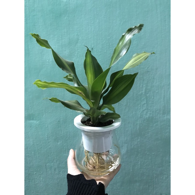 Thiết mộc lan thuỷ sinh để bàn - xanhshop22