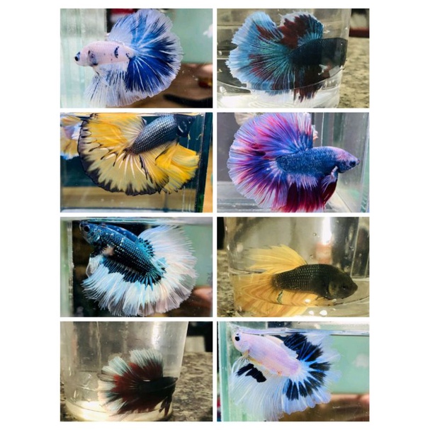 BETTA ĐUÔI XÒE Loạn Màu SIÊU ĐẸP 1con trống tặng thức ăn