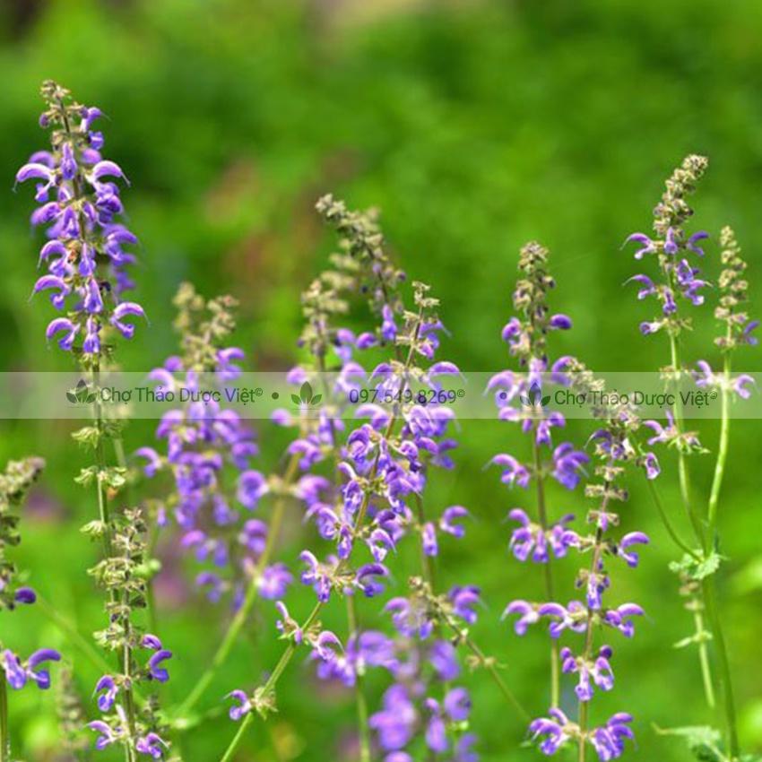 100g Đan sâm (Đơn sâm thái phiến, khô, thơm) - Chợ Thảo Dược Việt