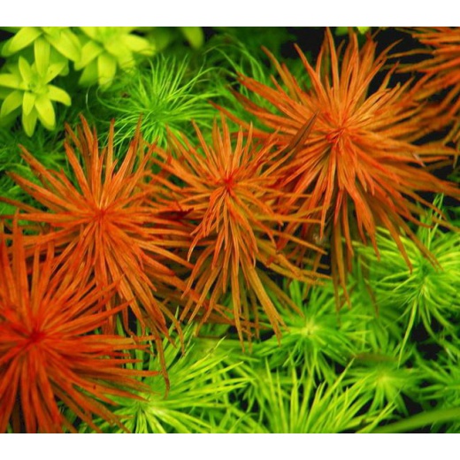 HỒNG THÁI DƯƠNG