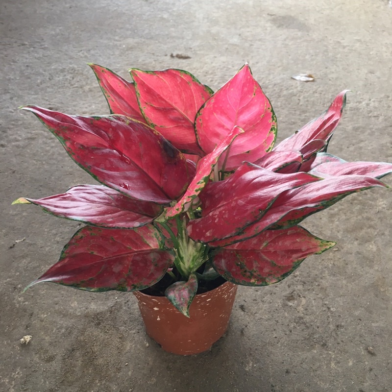 Cây Vạn Lộc Lá Đỏ Phong Thuỷ Để Bàn,Trang Trí Bàn Làm Việc