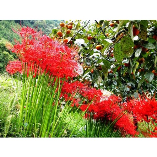 5 Hạt giống Hoa Bỉ Ngạn - 5 màu đỏ, hồng, tím nhạt, trắng, vàng.