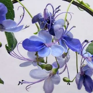 Cây thanh điệp, Cây thanh xà