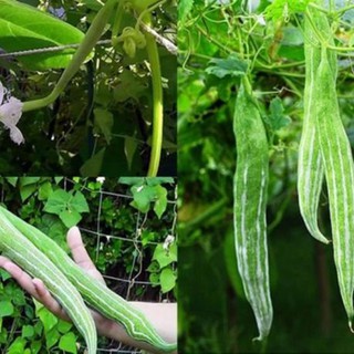 Hạt giống Lặc lày (mướp mèo, mướp nhật) - Gói 5 hạt