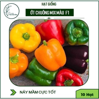 Hạt Giống Ớt Chuông Xanh - Đỏ - Vàng - Cam - Tím F1