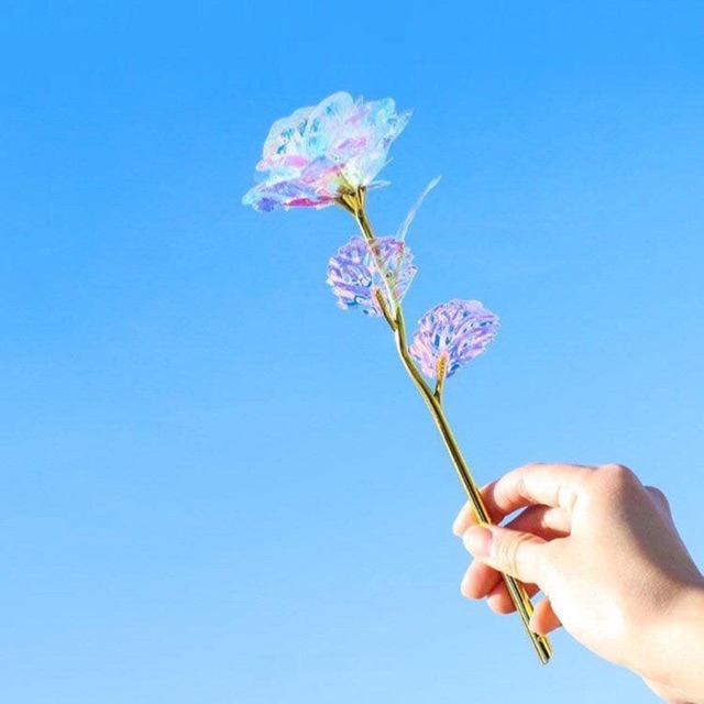 Hoa hồng Hologram có đèn với không đèn