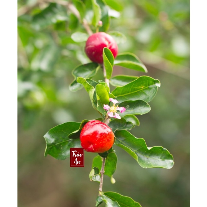 🍒 Cây sơ ri Thái cao khoẻ nhiều hoa đang đậu trái. Cây đã thuần khí hậu HCM bảo đảm sống tốt