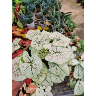 Cây môn dâu - caladium