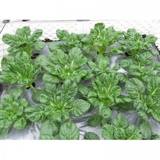 200 HẠT GIỐNG CẢI HOA HỒNG