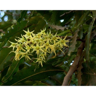 cây giống Hoàng Nam (liễu Ấn Độ) (chuẩn giống)