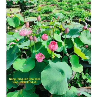 Sen hồng duyên, tình yêu bất tận