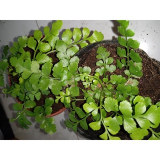 Cây dương xỉ hạt lựu