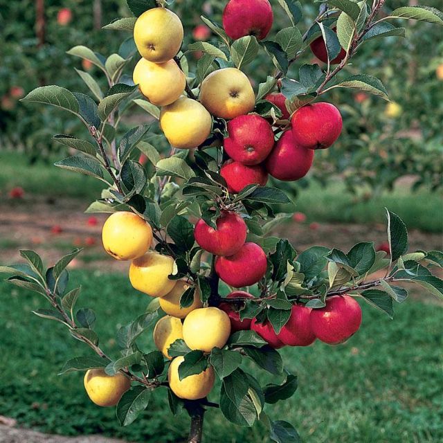 Hạt giống táo đỏ lùn