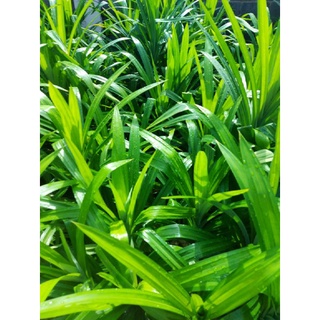 Lá dứa tươi 500gr