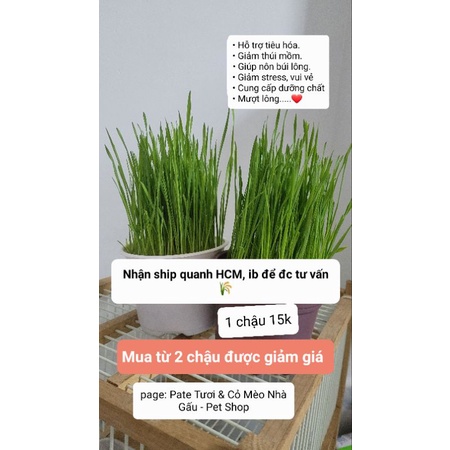 1 chậu cỏ mèo tươi, cỏ lúa mì hỗ trợ tiêu búi lông ( dùng cho chó, mèo, chuột, thỏ)