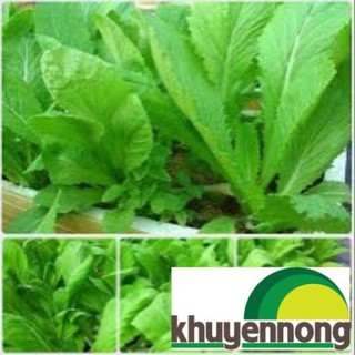 Gói 10 gr hạt giống rau cải mơ ( cải canh)