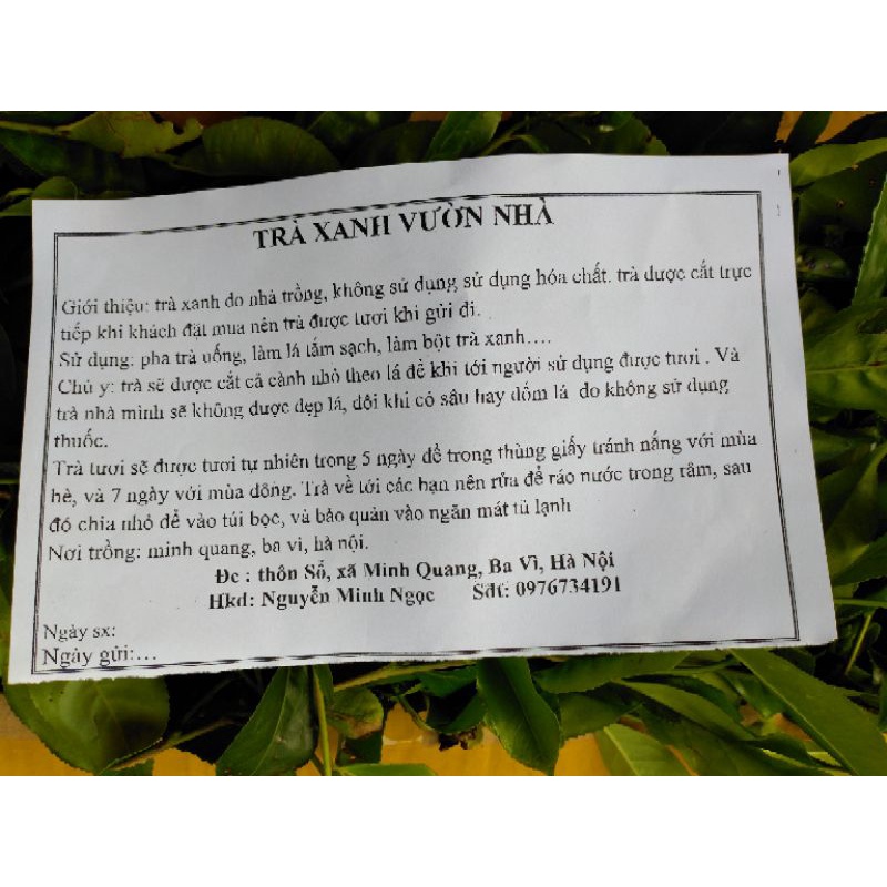 TRÀ XANH TƯƠI VƯỜN NHÀ 1 kg