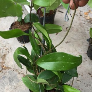 Hoa phong lan  cẩm cù chậu phi 12