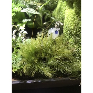 Rêu spiny ( rêu đuôi sóc)