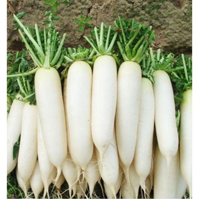 Hạt Giống Củ Cải Trắng Bạch Tuyết F1 CT168 - Gói 20gram
