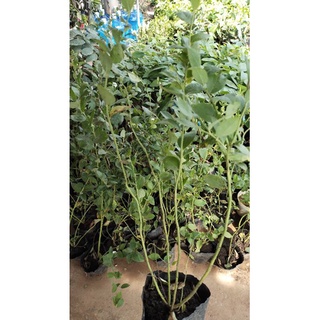 Cây giống Việt quất cây cảnh cây ăn quả