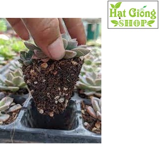Đất trồng Sen đá,Xương rồng ( túi 1-kg )