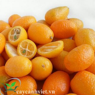 Cây tắc ngọt