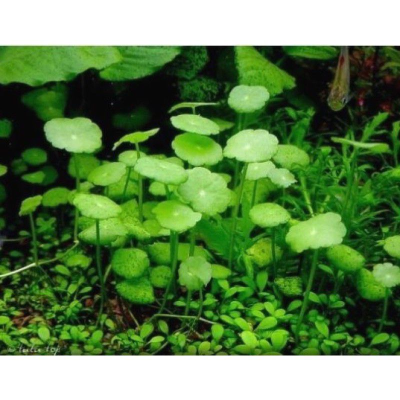 Sen dù thủy sinh 20 nhánh