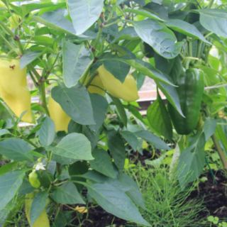 HẠT GIỐNG ỚT ĐÙI GÀ THÁI LAN