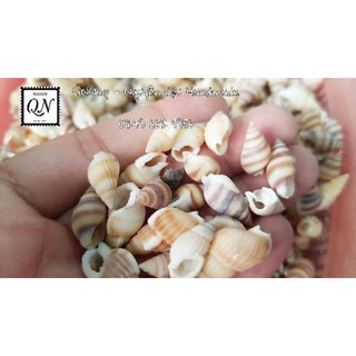 Vỏ ốc biển cỡ nhỏ