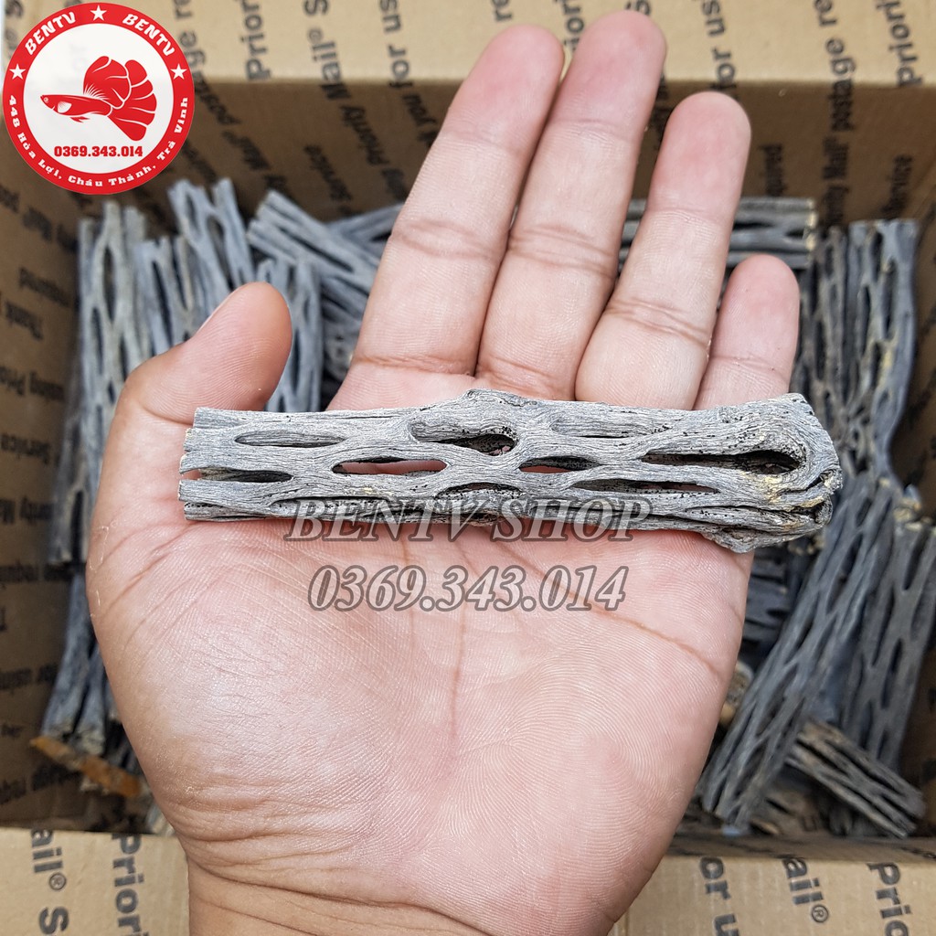 Lũa Cholla - Đồ Chơi Cho Tép Cảnh