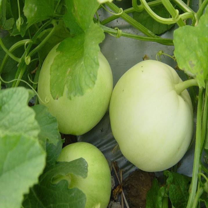 HẠT GIỐNG DƯA LÊ SIÊU NGỌT F1 (NN.76) - gói 1-5 gam