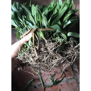 Thạch thảo tím kép 200 cây