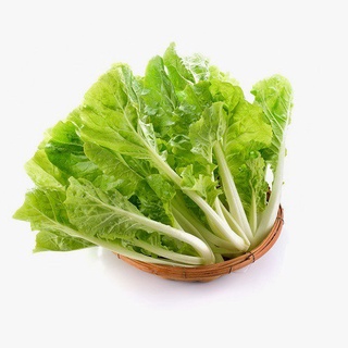 Hạt giống bắp cải nhỏ ~ có thể trồng quanh năm, thu hoạch sau 25 ngày 100h