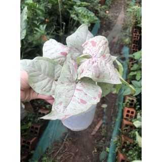 Cây kiểng lá tróc bạc đốm hồng - Syngonium Confetti Milk chậu nhỏ