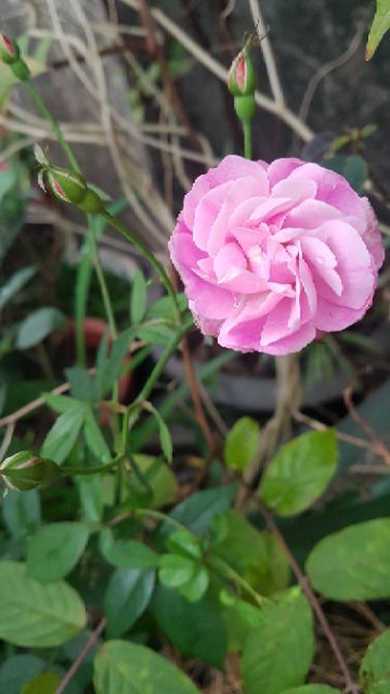 Cây hoa hồng quế chiết cành(cây giống có hoa luôn)