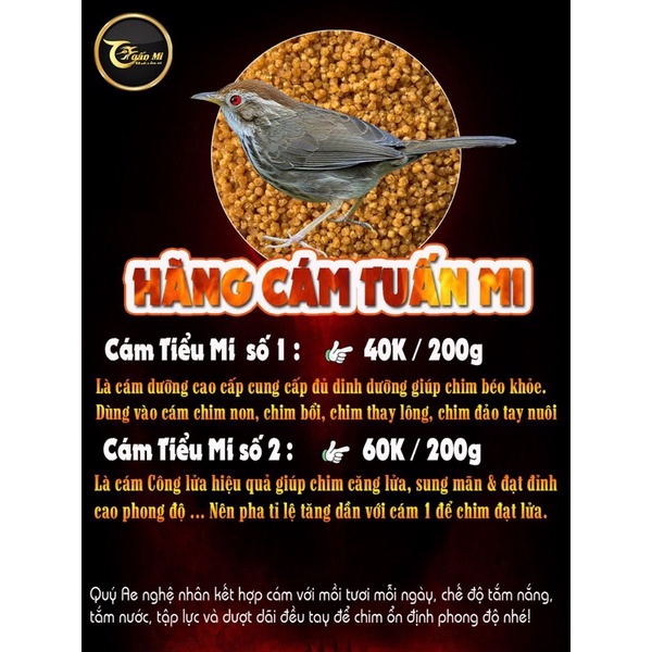 CÁM TIỂU MI SỐ 1 TUẤN MI