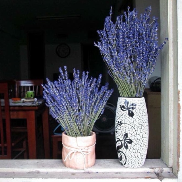 HOA TRUE LAVENDER thuần  chủng tại Provance